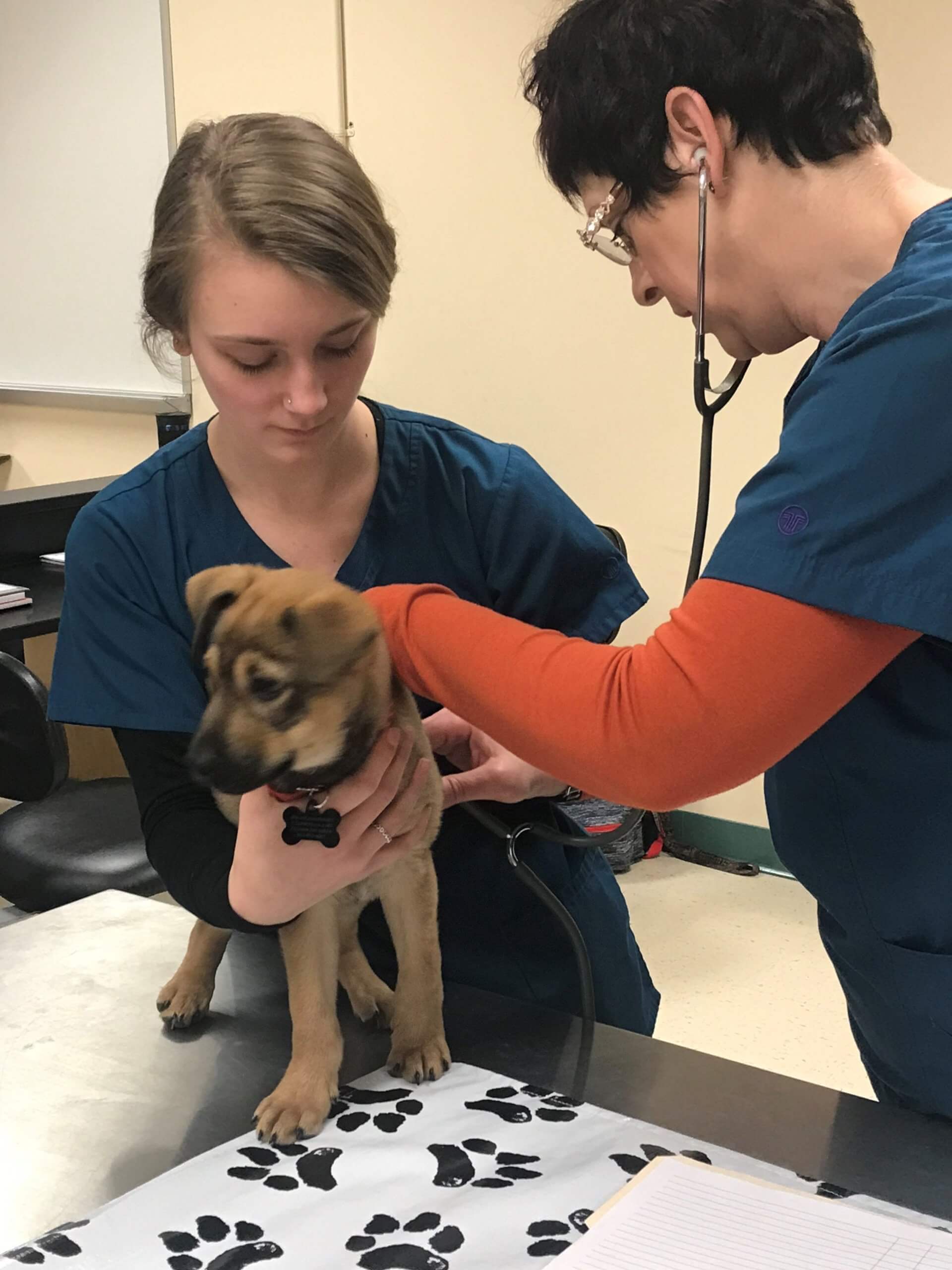 Veterinary Assistant