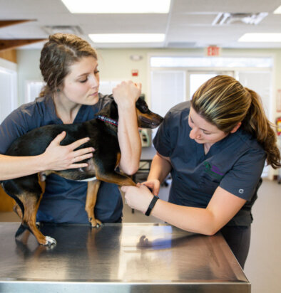 WMCC Expands Veterinary Clinic Partnerships with Two Prominent Hospitals
